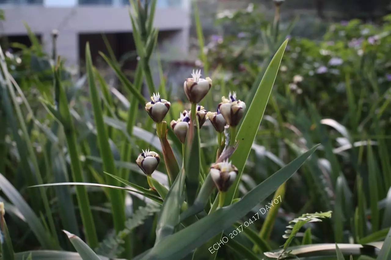 珠海赏花,现在珠海哪里赏花