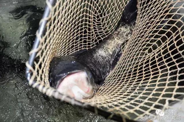 中山南头烧鹅网红美食排行榜,中山南头最好吃的烧鹅