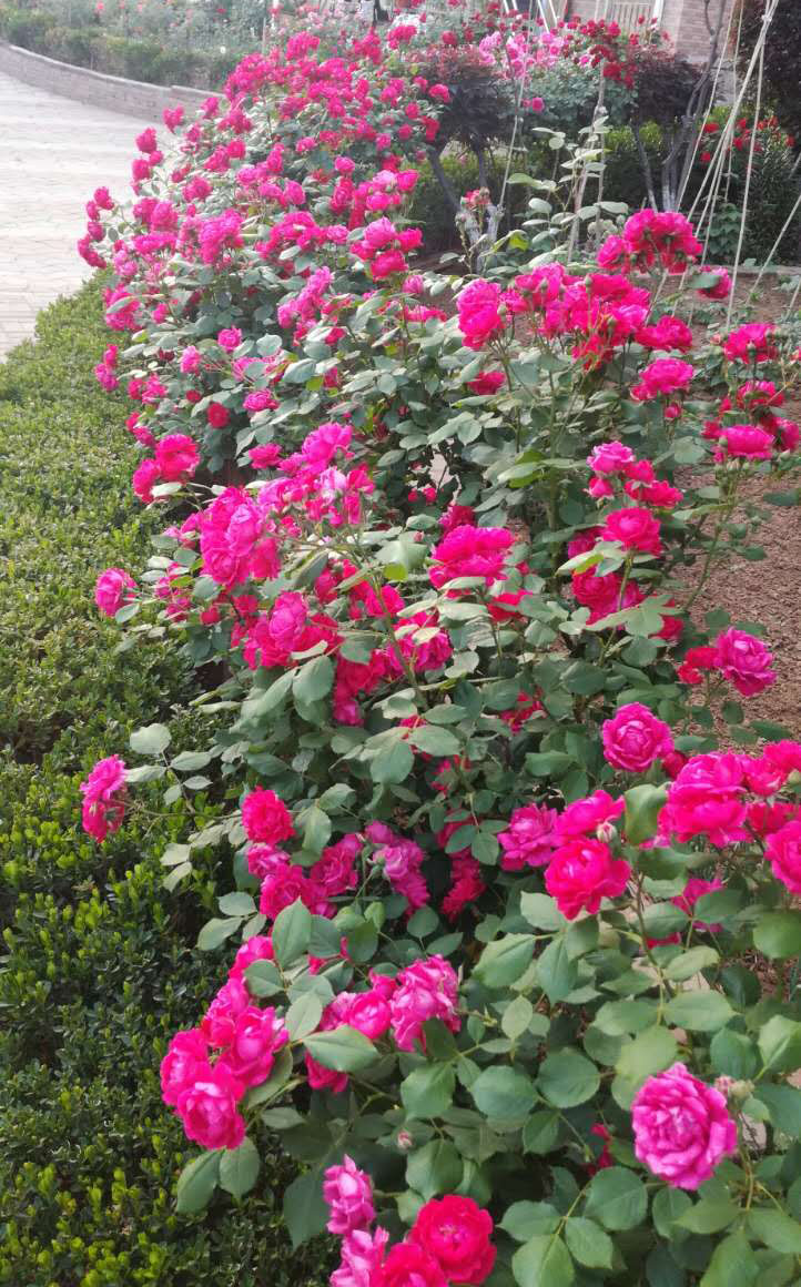 大连居民小区物业业主自管,大连某小区