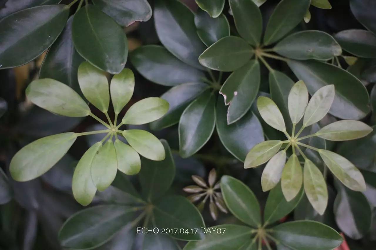 珠海赏花,现在珠海哪里赏花