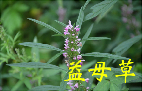 农村常见的43种中草药,农村常见却被忽略的草药