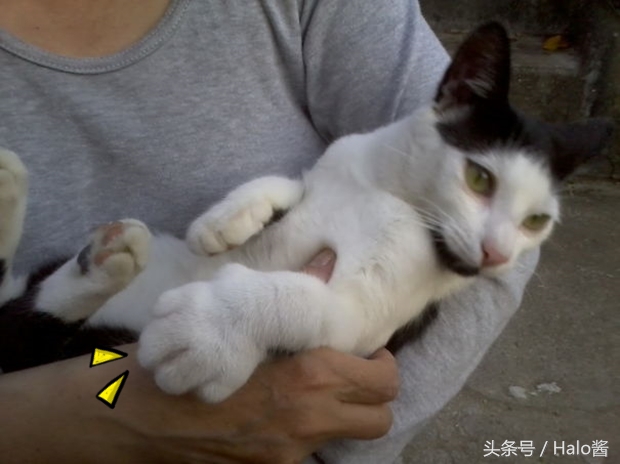 哭笑不得！猫狗大战蜜蜂后……主人该如何及时护理？