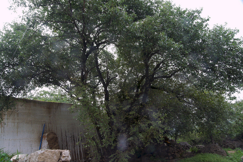 上海文玩凤眼菩提,凤眼菩提子文玩