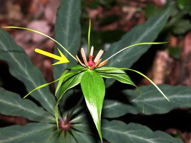 农村老人说七叶一枝花，被蛇咬全靠它，为何看见这花却要当心了