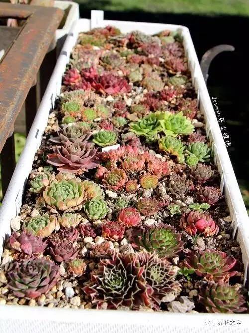 多肉有毒到底有多可怕 (各种多肉有毒吗)