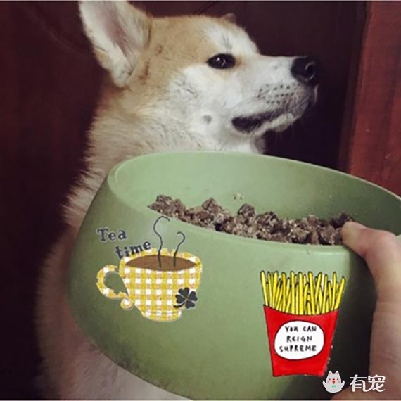 狗狗挑食原因纠正方法,狗狗挑食就该这么治