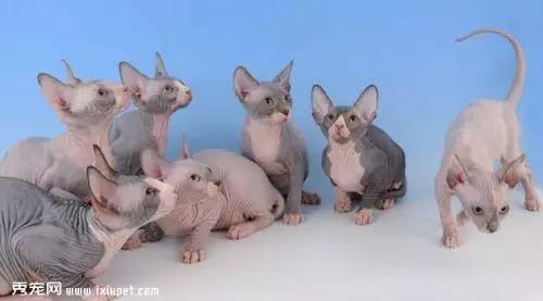 八大珍稀猫,十大名贵猫大黑猫多少钱