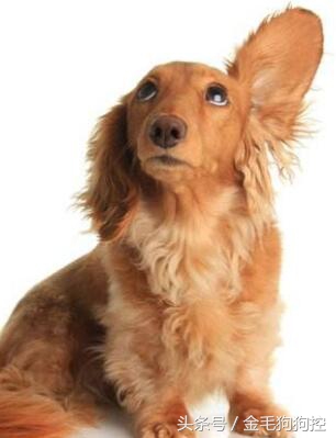 狗狗夏季疾病,狗狗耳炎是什么引起的