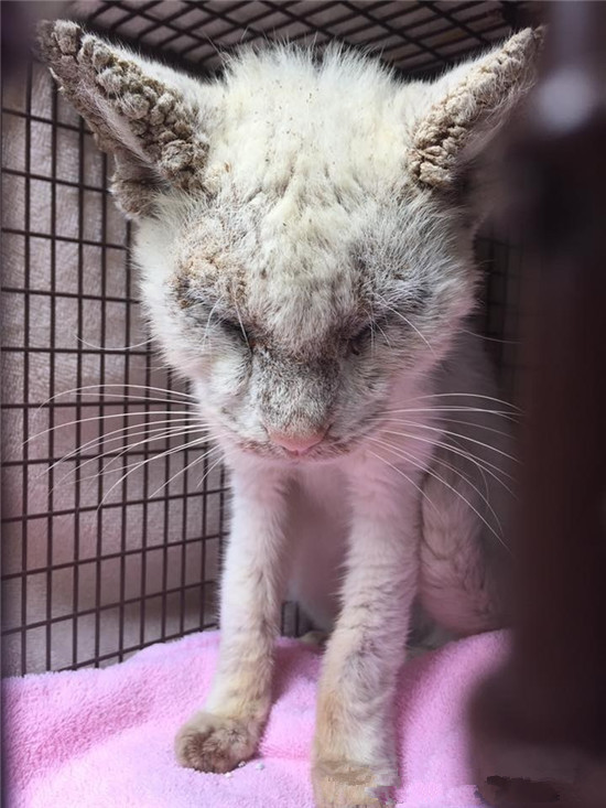 一只被伤害的流浪猫，被好心人救了之后，发生猫咪是那么的美丽？