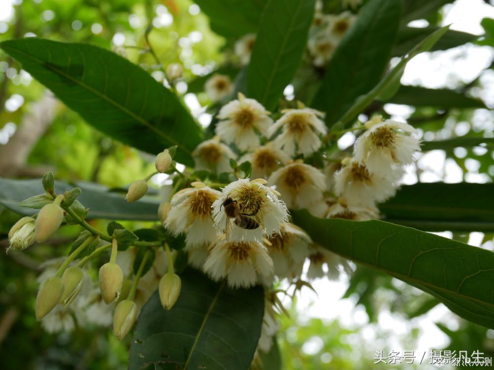 松下gf9可以自拍吗,带女朋友旅游拍照相机推荐