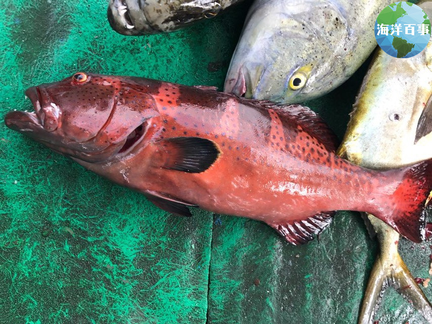 东星斑属于海鲜吗,东星斑海鲜图片