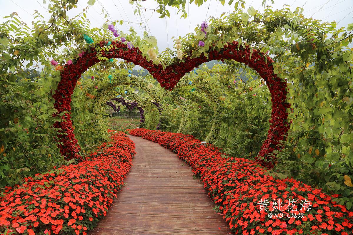贺州暴雨黄姚花海,黄姚花海旅游攻略路线