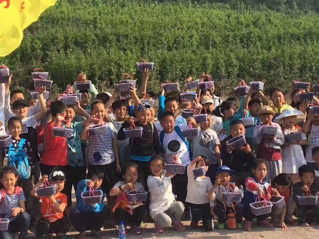 采摘园摘桑葚吃,桑椹采摘园吃桑椹