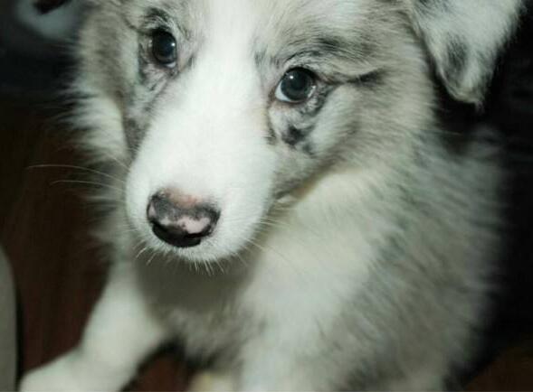 狗鼻子变红结痂怎么回事,狗鼻子变红了还会变黑吗