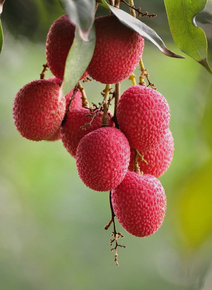 为博美人一笑不惜一切的诗句,只为博妃子一笑