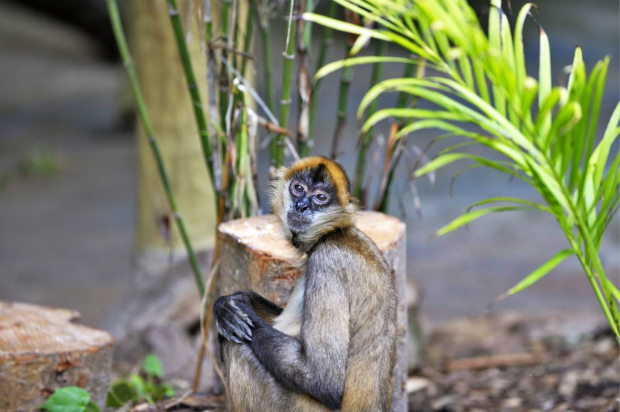 达尔文进化论人类是怎么演变来的,达尔文进化论人类起源