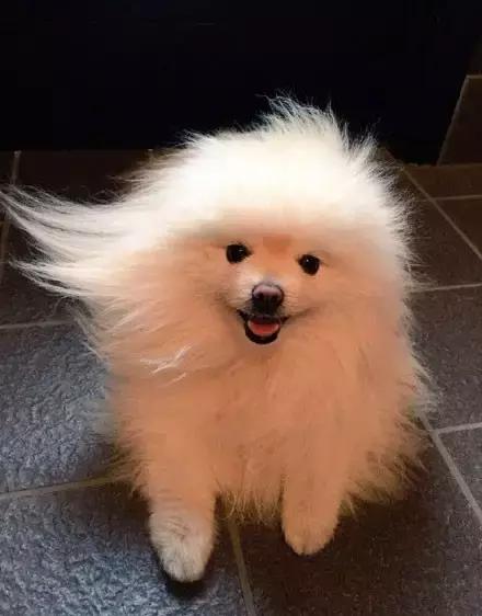 推主家的猫看电视，看着看着就睡着了，太可爱了，还翘着二郎腿！