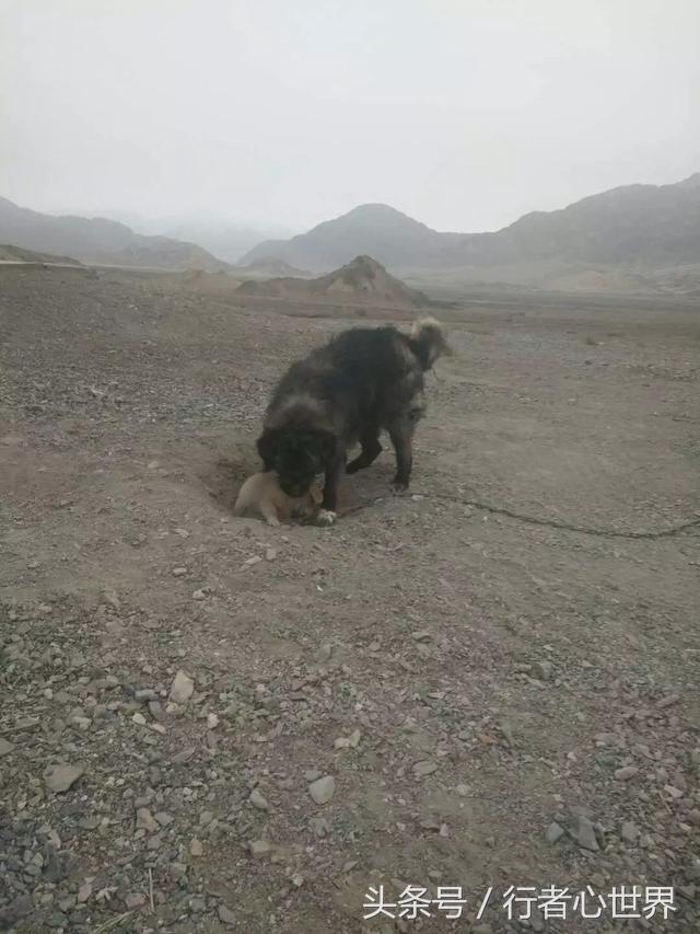 请尊重宠物,不纯的藏獒