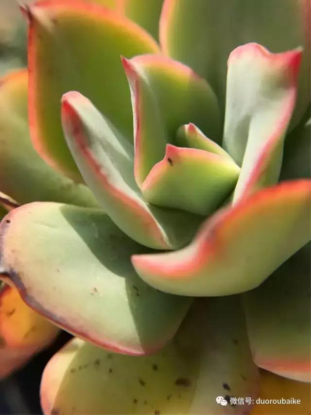 沉浸在花花草草的世界里,沉浸在动物和花海世界中