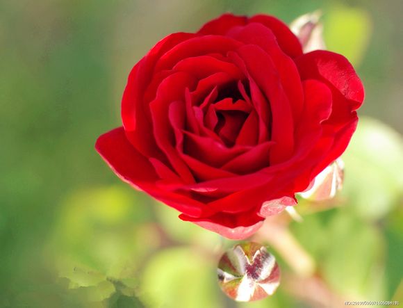 美丽的花都有一个凄美的故事,有关花的凄美爱情故事传说