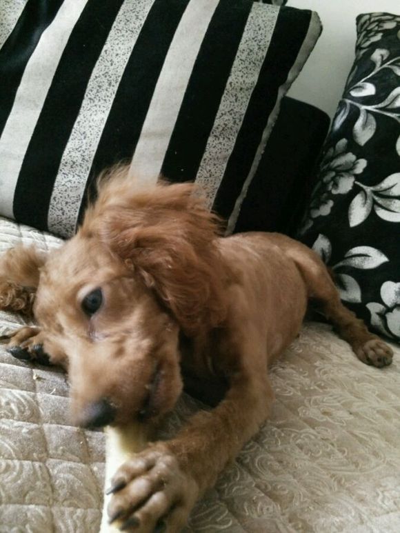 带泰迪剃了毛,回家后性情大变,一言不合就咬人,后悔死了