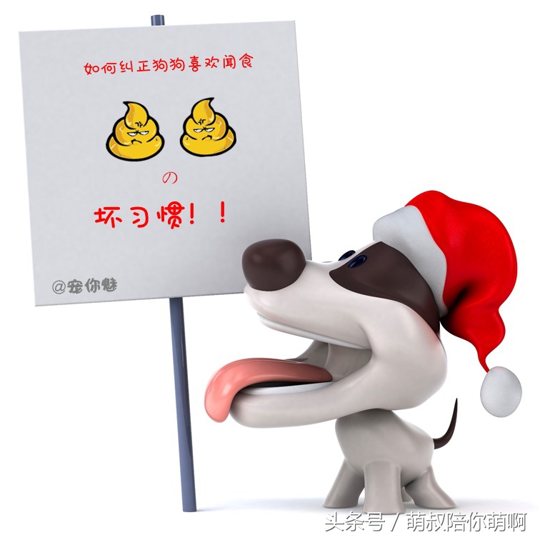 如何改变狗狗乱拉便便的坏习惯,怎么纠正狗狗乱上厕所