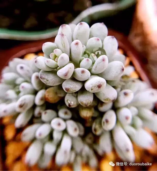 沉浸在花花草草的世界里,沉浸在动物和花海世界中