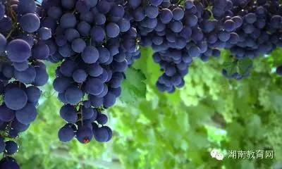 如果你到不了吐鲁番，至少应该看看这个