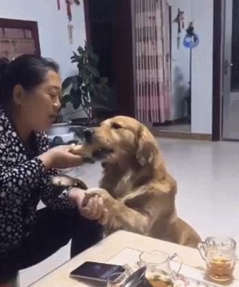 主人在吃玉米金毛狗也想吃结果没一会儿这狗就直接抢走玉米！