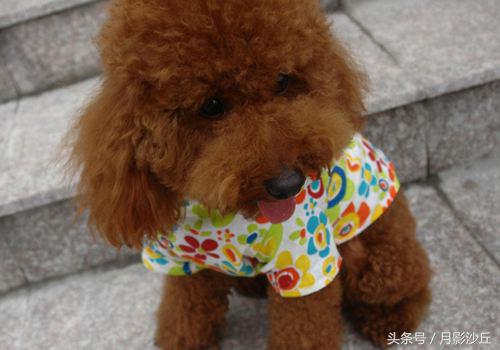 怀孕期间泰迪注意事项,泰迪犬切除子宫后该注意什么