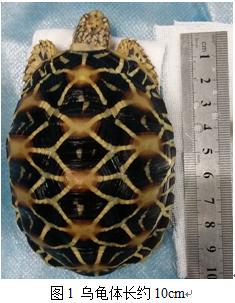 关于膀胱结石治疗方法,陆龟结石手术流程