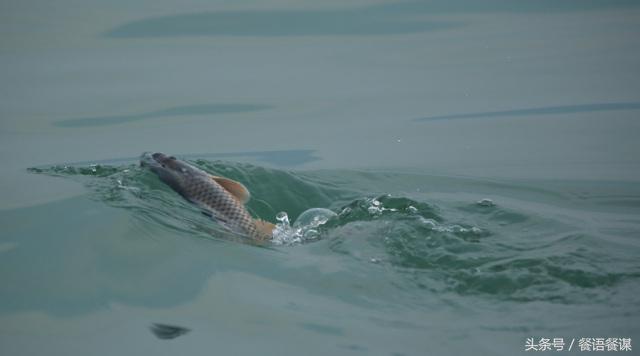 改名后销量直线上升165%，阿五是如何戴好鲤鱼这顶王冠的？