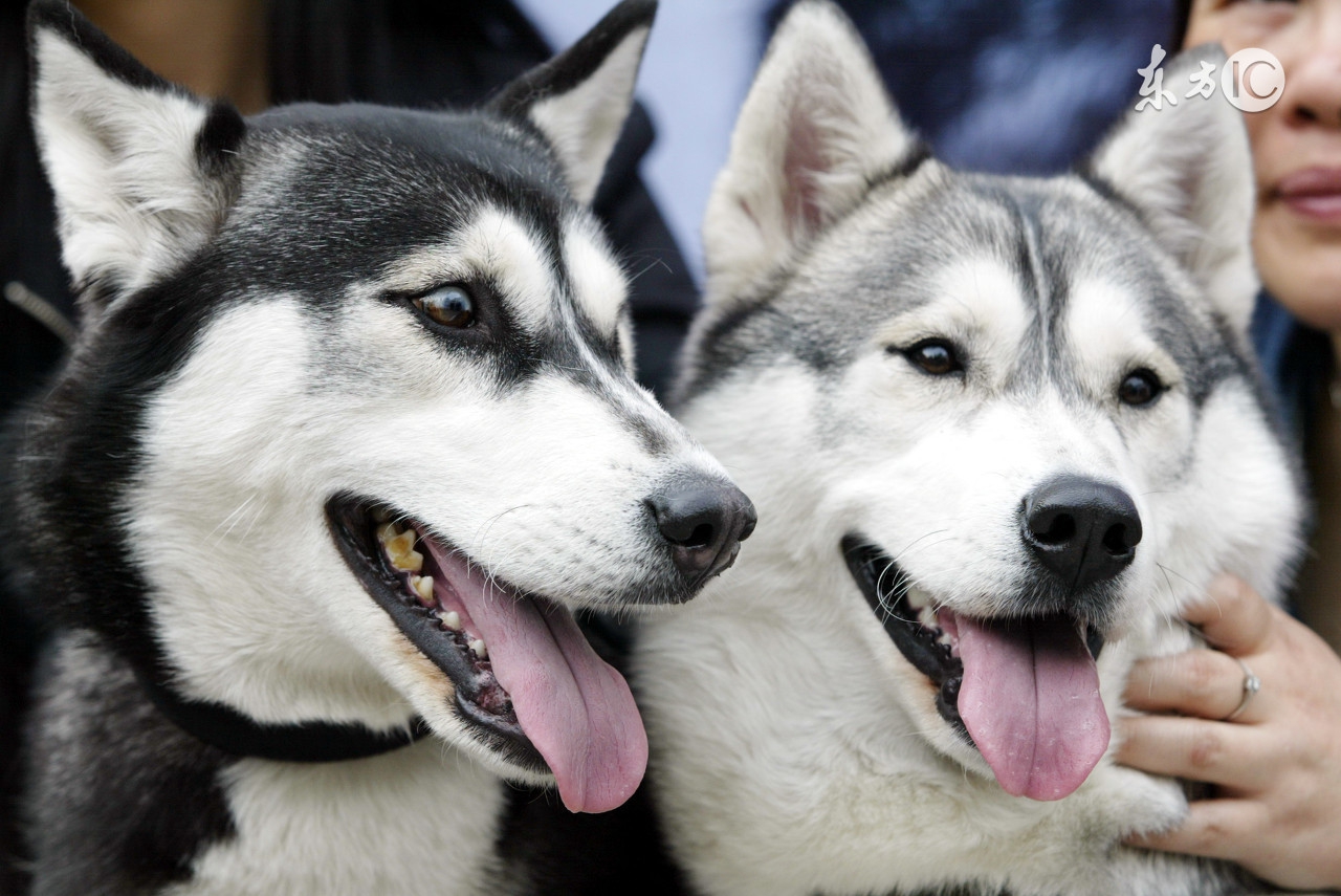 怎么分辨阿拉斯加犬和哈士奇幼犬,阿拉斯加雪橇犬vs西伯利亚哈士奇