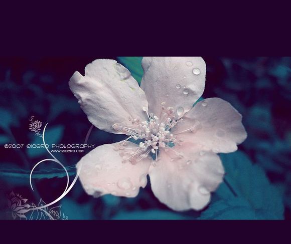 美丽的花都有一个凄美的故事,有关花的凄美爱情故事传说