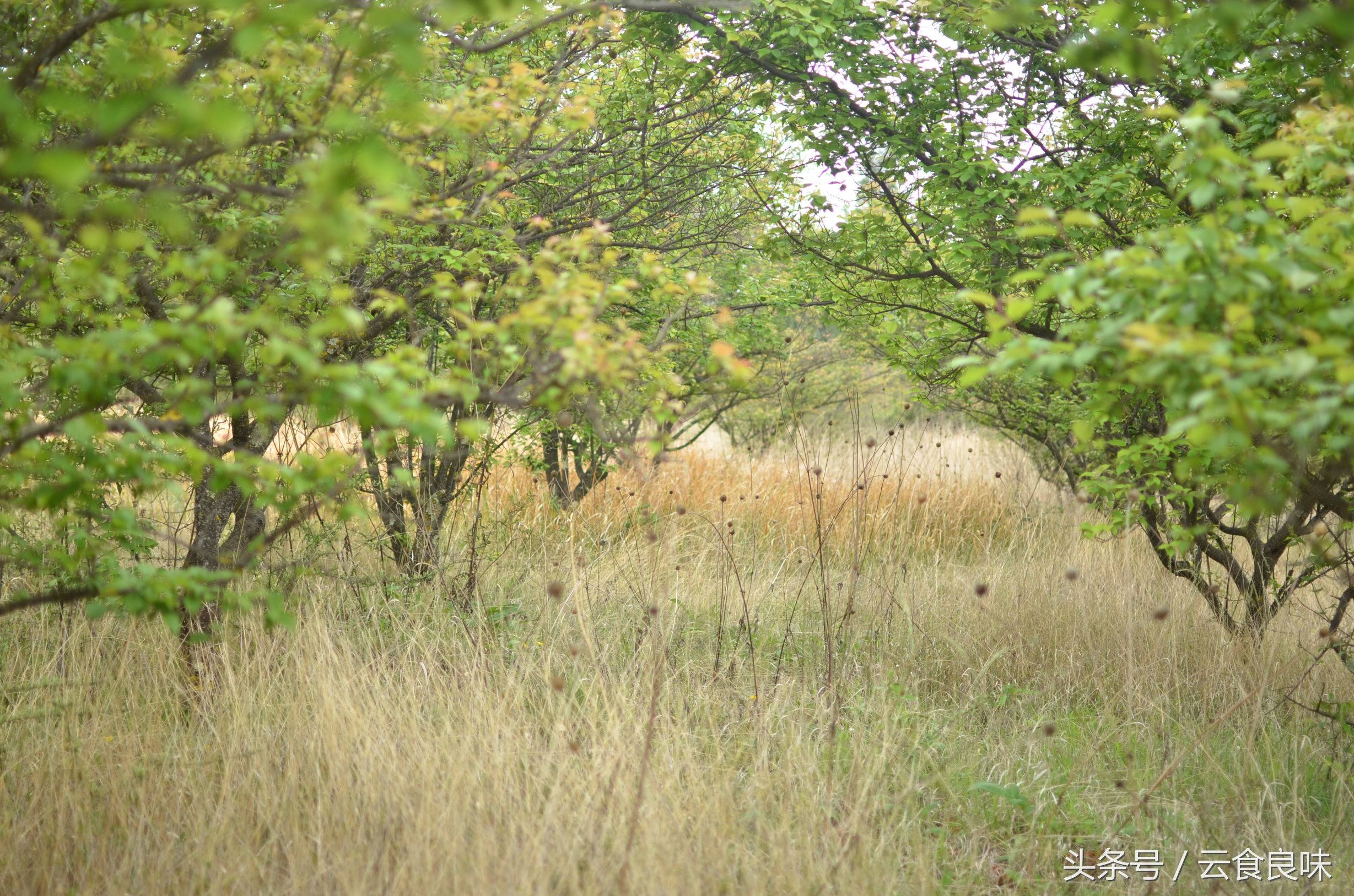丽*青江**梅记|青梅煮酒话养生,正是初夏