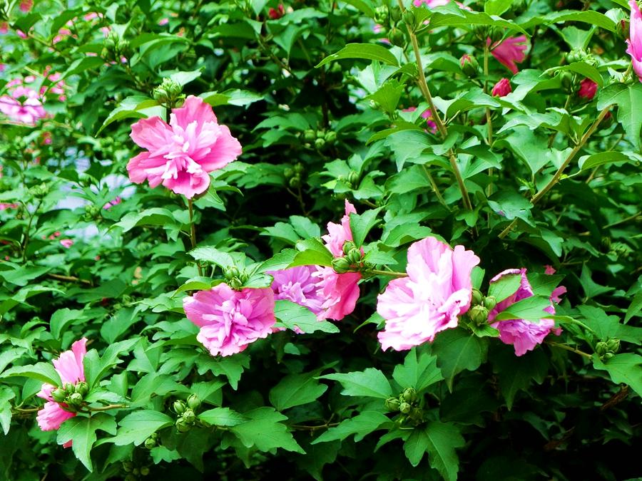 图说丨韩国的国花木槿