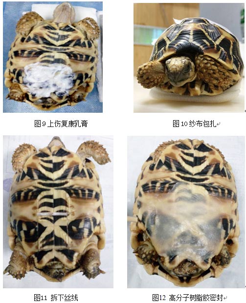 苏卡达陆龟膀胱结石,龟膀胱结石的原因以及治疗方法