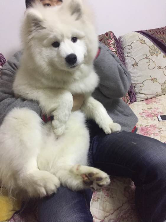 护食物的萨摩耶如何训,护食被主人打萨摩耶