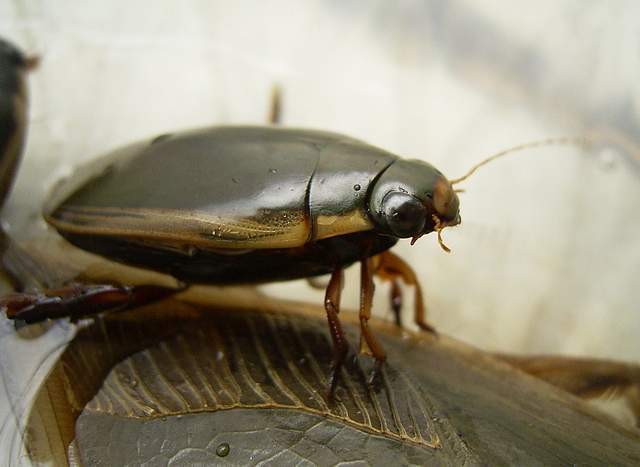 民间吃起来口感特别好传统美食,民间美味大全视频