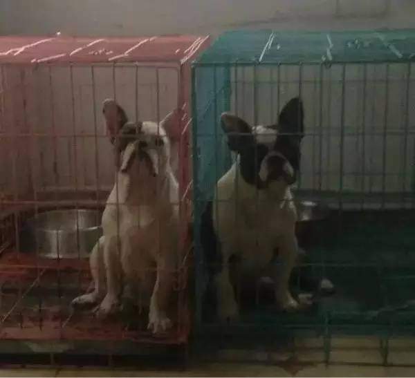 狗狗不懂离别这种复杂的情感,狗狗怎么理解死亡