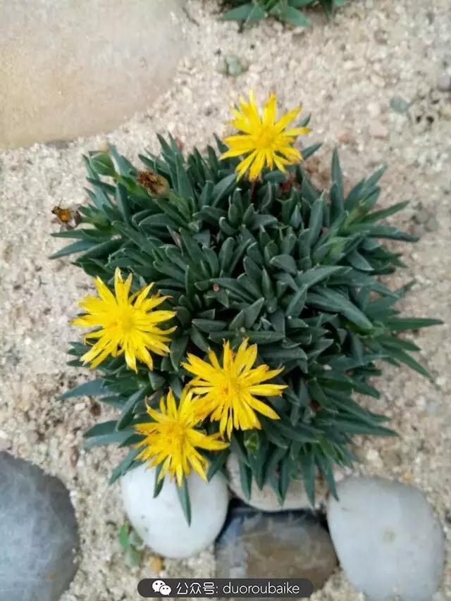 用多肉做花的方法,多肉植物自制方法