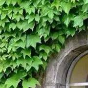 一树一故事｜南大爬山虎百年守望者