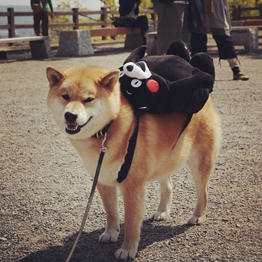 宠物狗不肯洗澡怎么办,养狗狗一天不在家怎么办