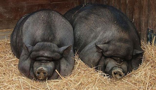 给母猪人工授精,母猪头胎本交与人工授精区别