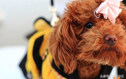 怀孕期间泰迪注意事项,泰迪犬切除子宫后该注意什么