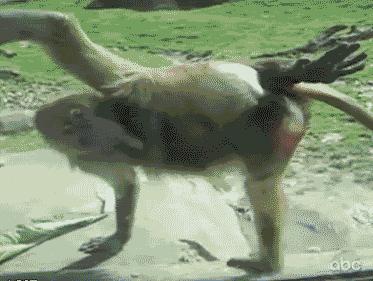 为什么猴子都爱打架呢,猴子真是又可爱又调皮