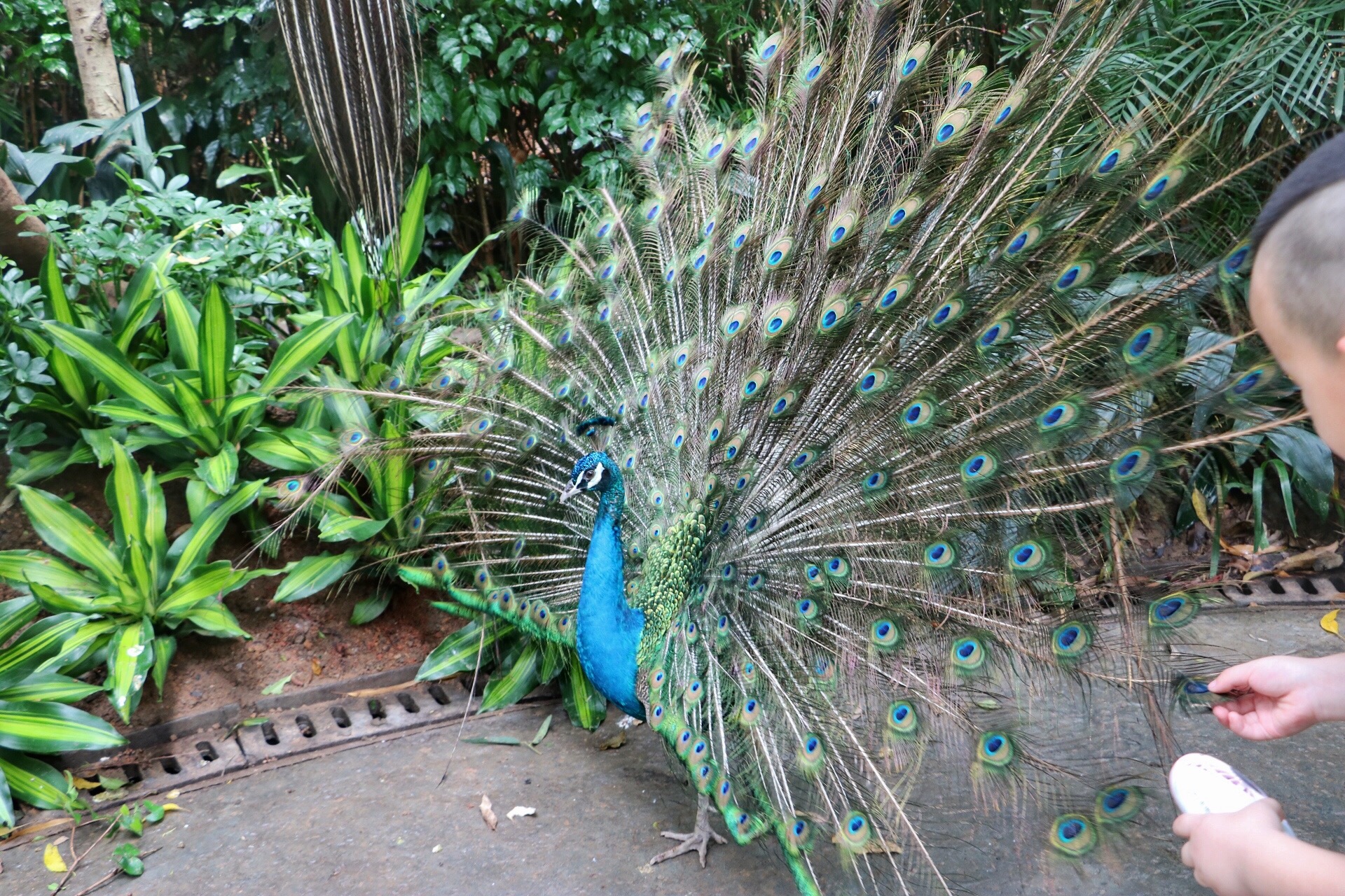 一月广州长隆野生动物园游玩攻略,长隆海洋王国不可错过