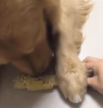 主人在吃玉米金毛狗也想吃结果没一会儿这狗就直接抢走玉米！