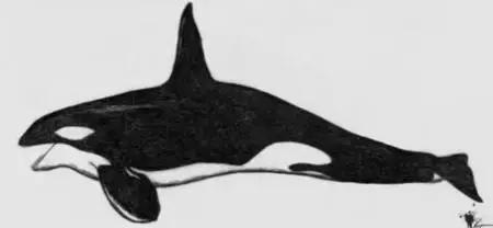 霸王龙体型,霸王龙真的长一身羽毛和厚嘴唇吗