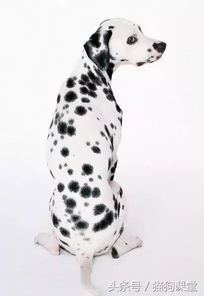 大麦町斑点狗杭州禁养吗,大麦町犬的斑点是怎么形成的